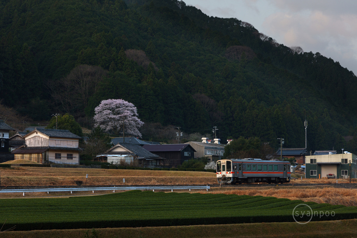 パナソニック Panasonic LUMIX S 28-200mm F4-7.1 MACRO O.I.S.